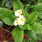 Primula vulgaris Habitus