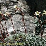 Saxifraga crustata 形态