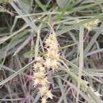 Cenchrus spinifex Flower