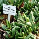 Carruanthus ringens Other