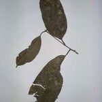 Aspidosperma excelsum Листок