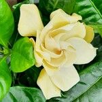 Gardenia jasminoides Květ