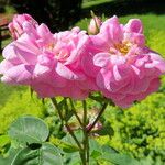 Rosa × kordesii