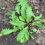 Tyrimnus leucographus Leaf