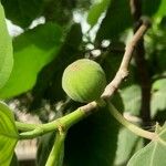 Ficus palmata Fruit