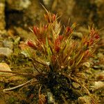 Juncus rechingeri Habit