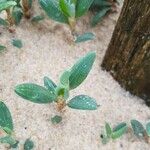 Polygonum maritimum Hostoa