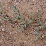 Astragalus vogelii Blad