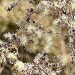 Solidago gigantea Fruit