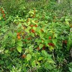 Physalis alkekengi Habit