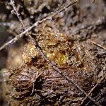 Dryopteris pentheri Sonstige