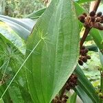 Echinodorus floribundus Leaf