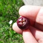 Garcinia indica Fruit