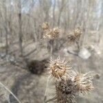 Centaurea melitensis Flor