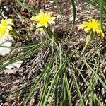 Takhtajaniantha austriaca Habit