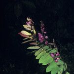 Securidaca diversifolia Flower