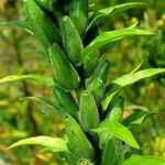 Oenothera biennis Fruit