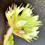 Trifolium stellatum Virág