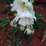 Cereus hexagonus 花