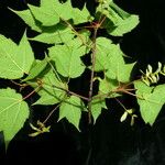 Acer pectinatum Hábito