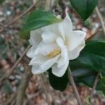 Camellia × vernalis