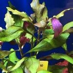 Alternanthera bettzickiana 葉