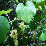 Vitis californica عادت داشتن