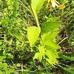 Verbesina helianthoides Leaf