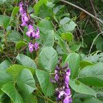 Leptospron adenanthum Λουλούδι