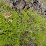 Lavandula canariensis برگ