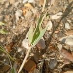 Diatelia tuberaria Likasa