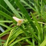 Cyrtanthus mackenii 花