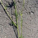 Tripleurospermum subpolare Hoja