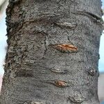 Prunus serrulata Bark