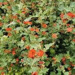 Sphaeralcea incana Flower