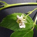 Rubus bertramii Blomma