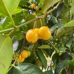 Garcinia brasiliensis Gyümölcs
