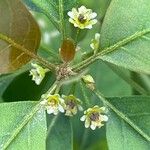 Clutia pulchella Flower