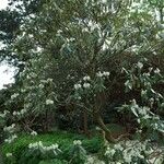 Rhododendron grande Yeri