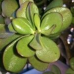 Crassula ovata অন্যান্য