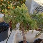 Araucaria cunninghamii Листок