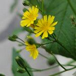 Lapsana communis Flower