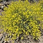 Descurainia bourgaeana Flor