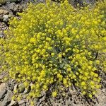 Descurainia bourgaeana Flower