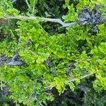 Haplocoelum foliolosum Leaf