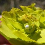 Euphorbia serrata Cvet