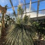 Dasylirion acrotrichum Habit