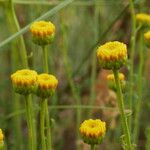 Santolina villosa Flor