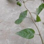 Solanum dulcamara Листок