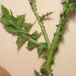 Carduus spachianus Likasa
